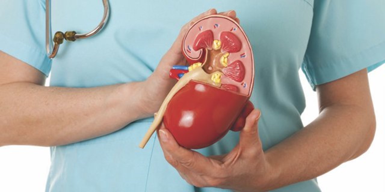 Вышла брошюра в помощь людям, нуждающимся в трансплантации почки